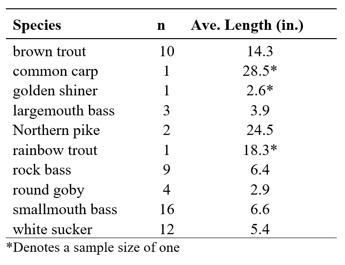A data table listing 11 fish species sampled in October 2025, including brown trout, common carp, golden shiner, largemouth bass, Northern pike, rainbow trout, rock bass, round goby, smallmouth bass, and white sucker. Columns display the number of individuals sampled (n) and their average length in inches. Asterisks indicate values based on a single specimen.